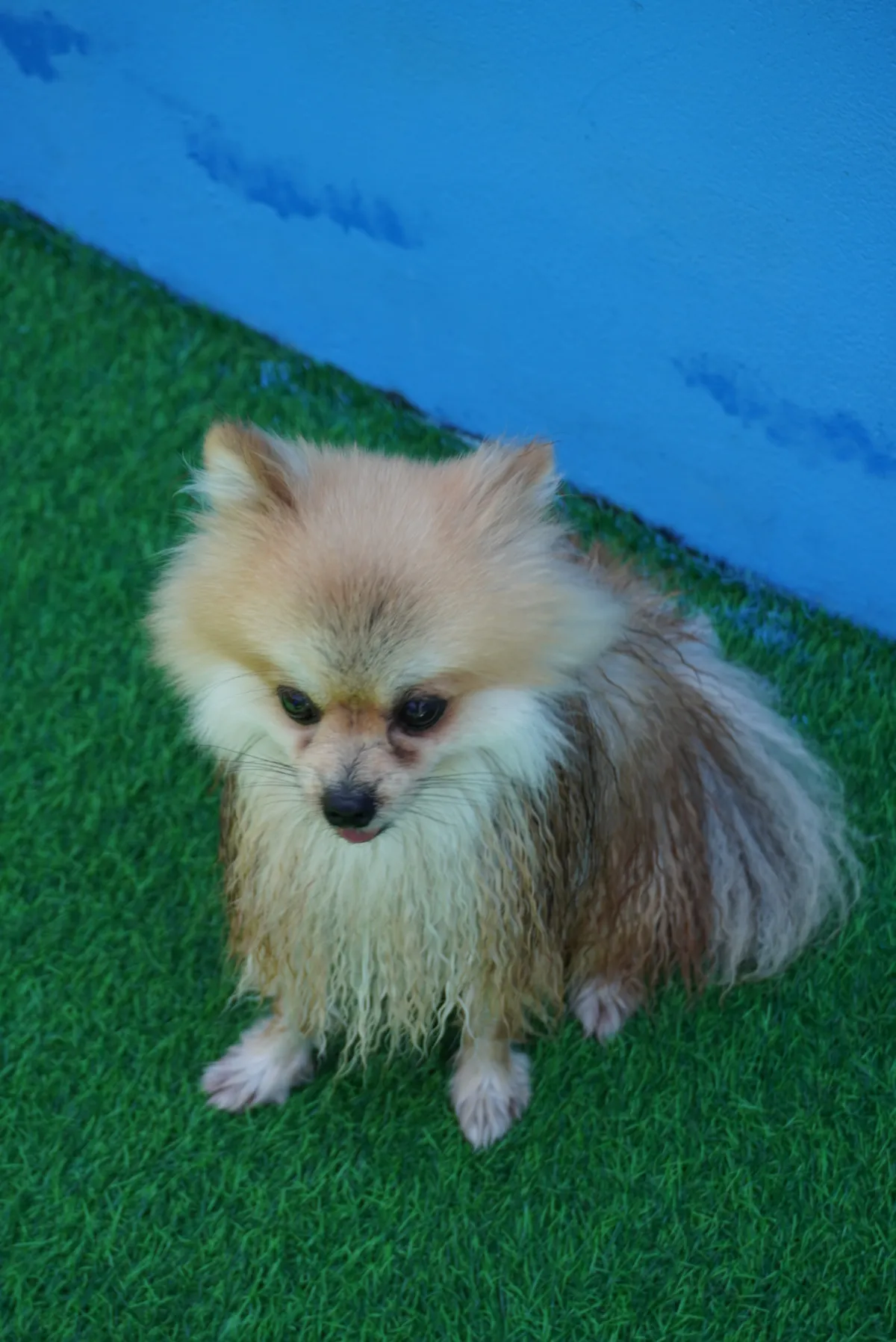 Cães socializando na área externa da Zoe
