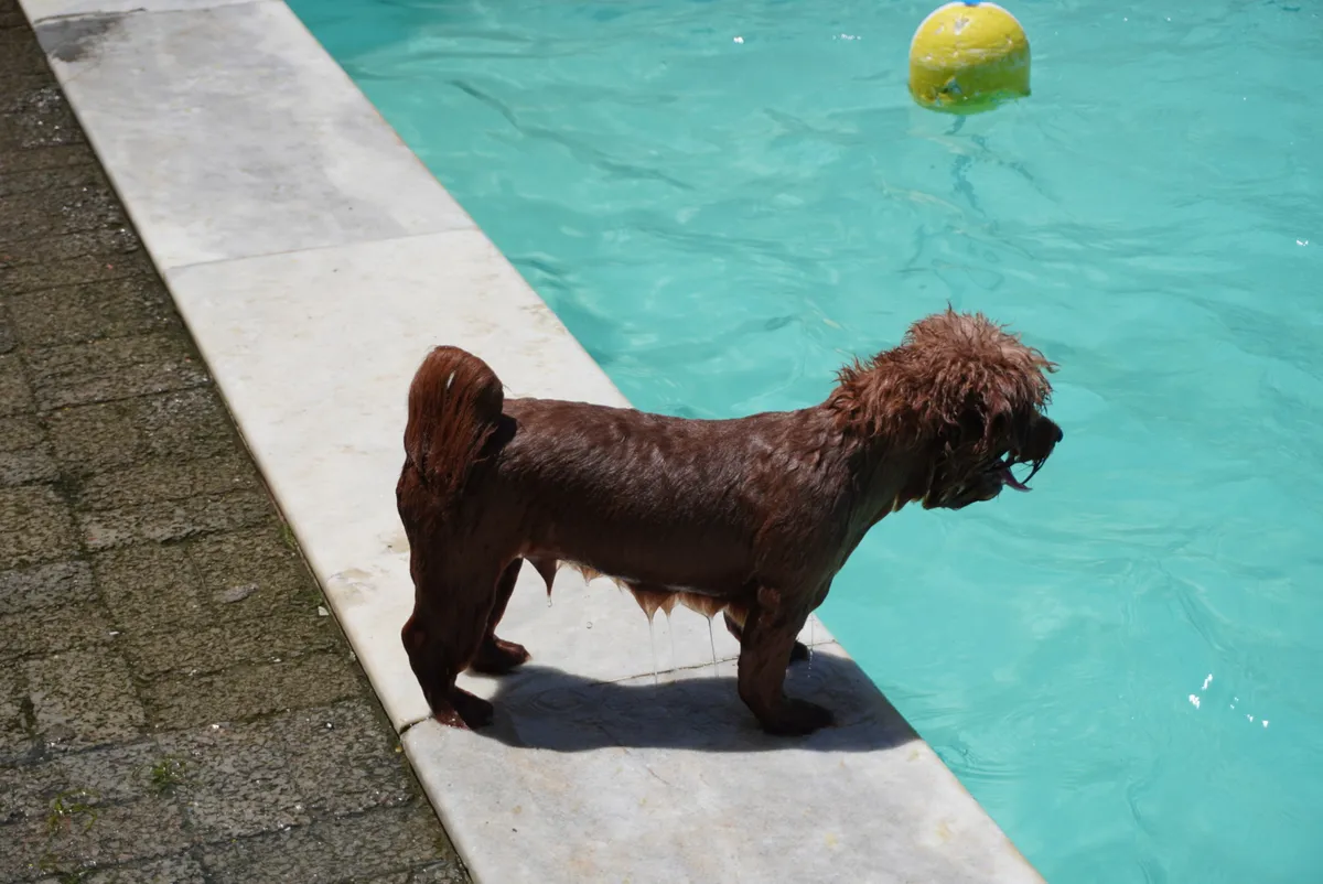 Cão explorando a área externa da Zoe